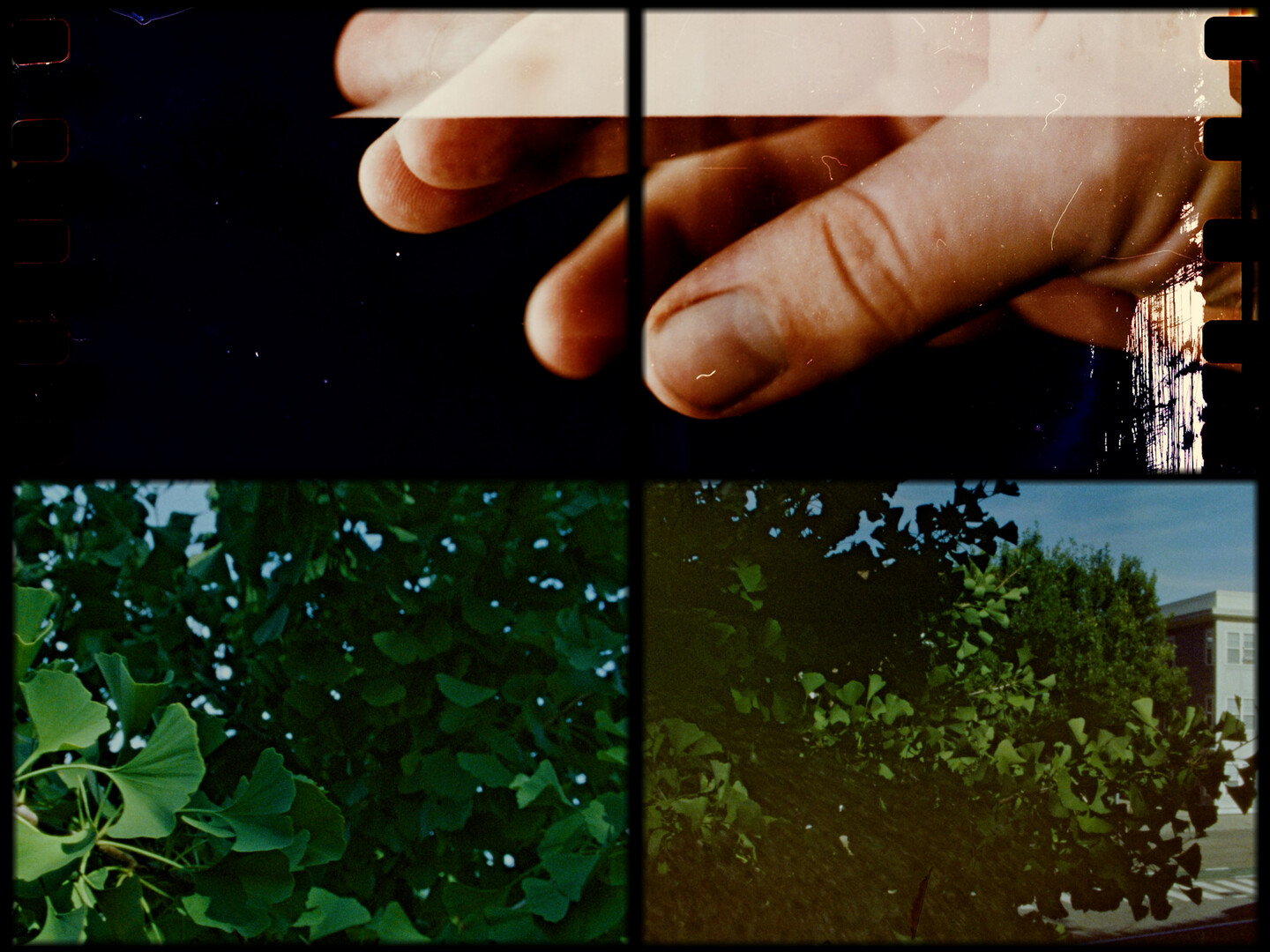 Objectionable Fruit 4 Projections2.00 00 50 21.Still045